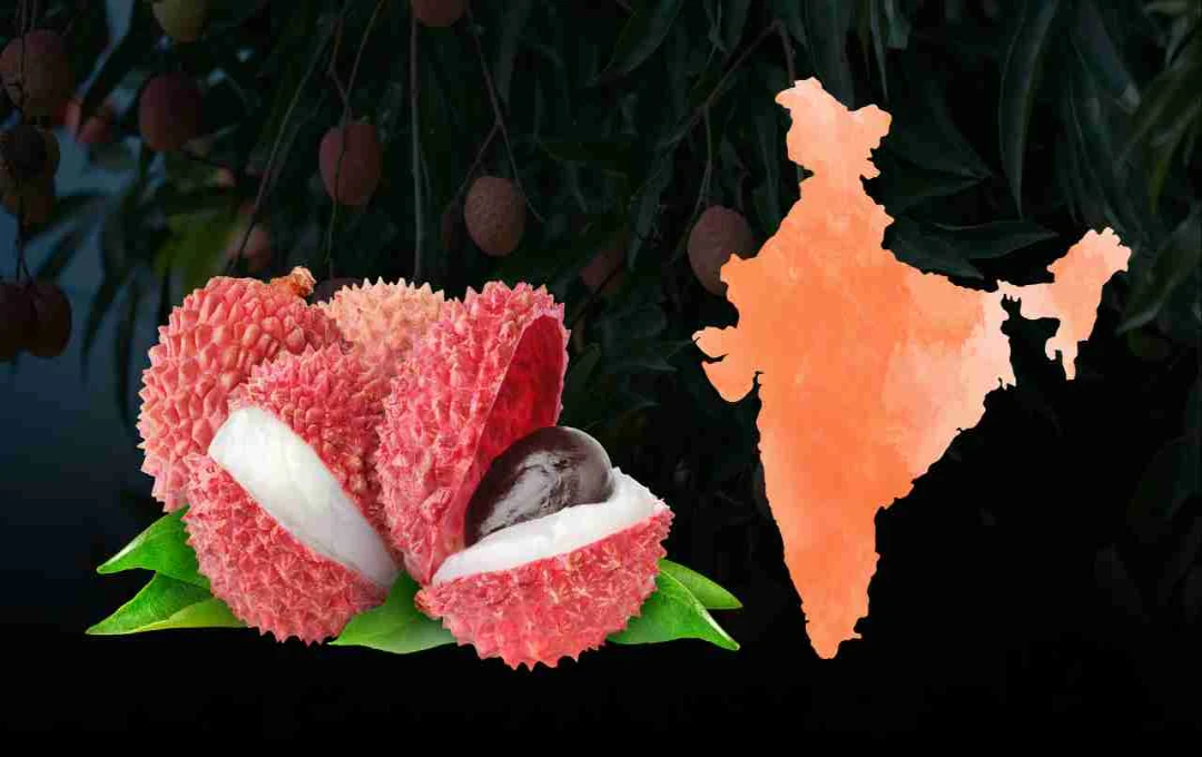 लीची की ताजगी बढ़ाने वाली मेडागास्कर तकनीक: भारत में जल्द होगी लागू, किसानों को मिलेगा बड़ा फायदा