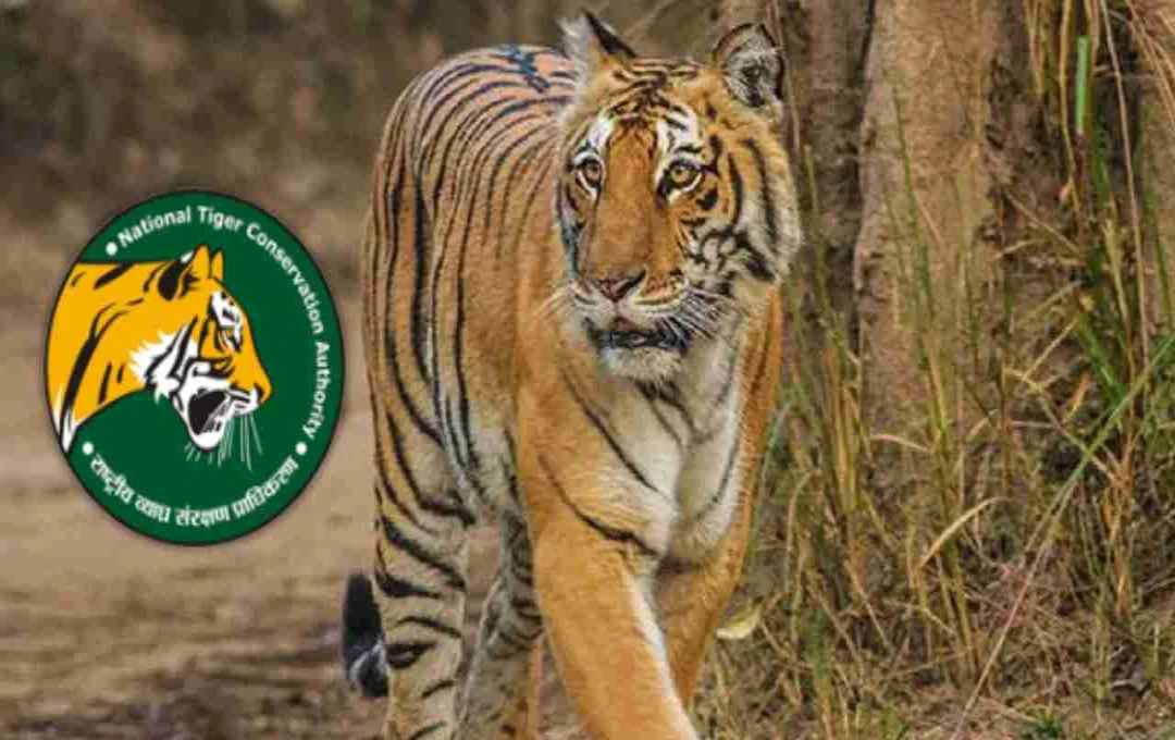 उत्तराखंड में बाघों की संख्या बढ़ने की उम्मीद, सितंबर से शुरू होगी टाइगर काउंटिंग, NTCA ने सौंपी जिम्मेदारी