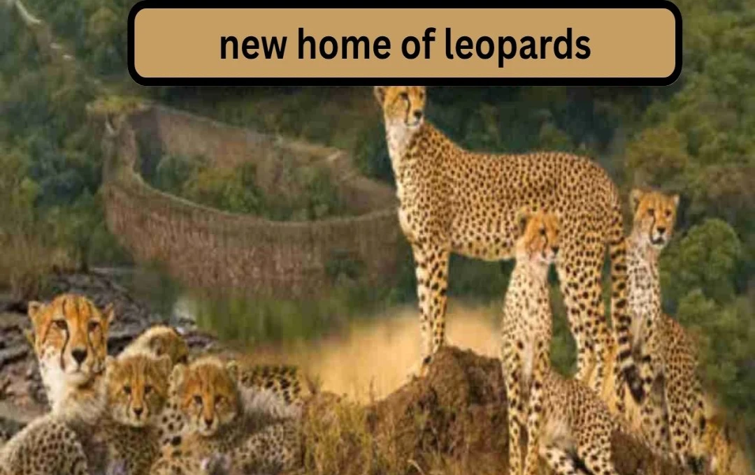India Selects Third Sanctuary for Cheetah Reintroduction