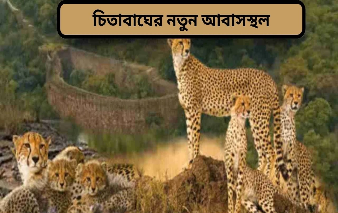মধ্যপ্রদেশে চিতার জন্য তৃতীয় সংরক্ষিত আবাস: নৌরা দেহী অভয়ারণ্য